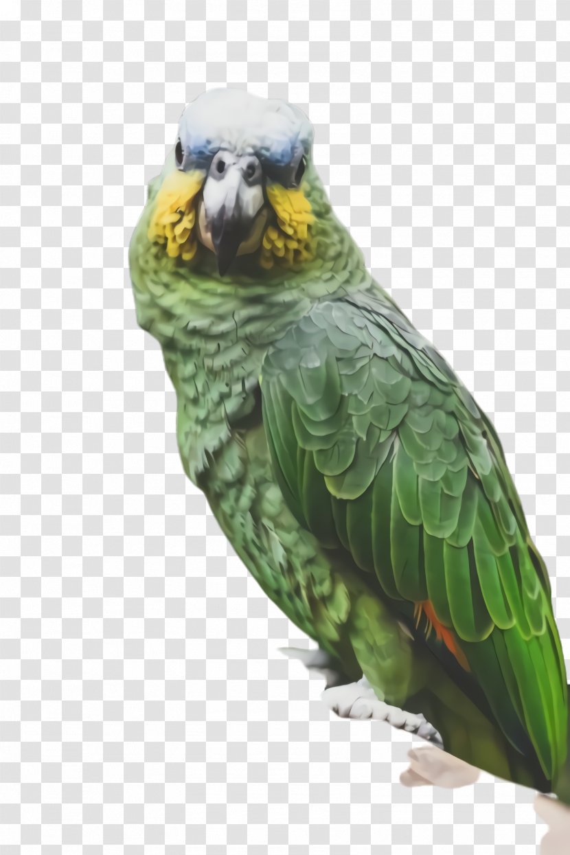 Colorful Background - Perico - Wing Lorikeet Transparent PNG