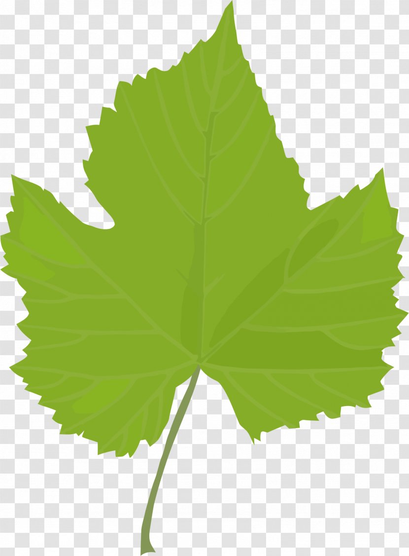 Common Grape Vine Leaves Dolma Vitis Californica - Green Potted Buckle Transparent PNG