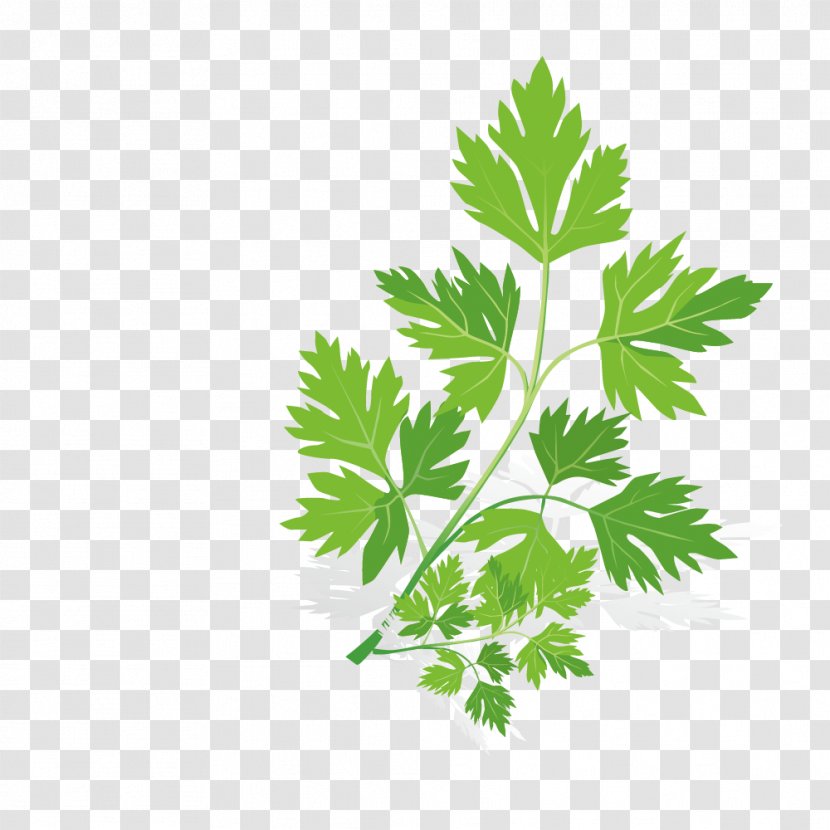 Spice Euclidean Vector Herb - Tree - Coriander Leaves Transparent PNG
