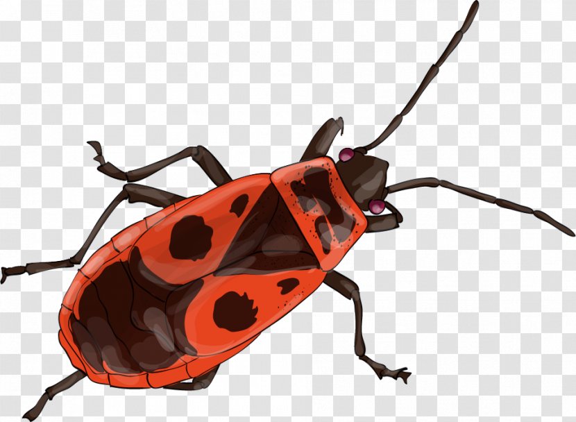 Longhorn Beetle European Firebug Tous Les Insectes Du Monde Insect Wing - Hotel Transparent PNG