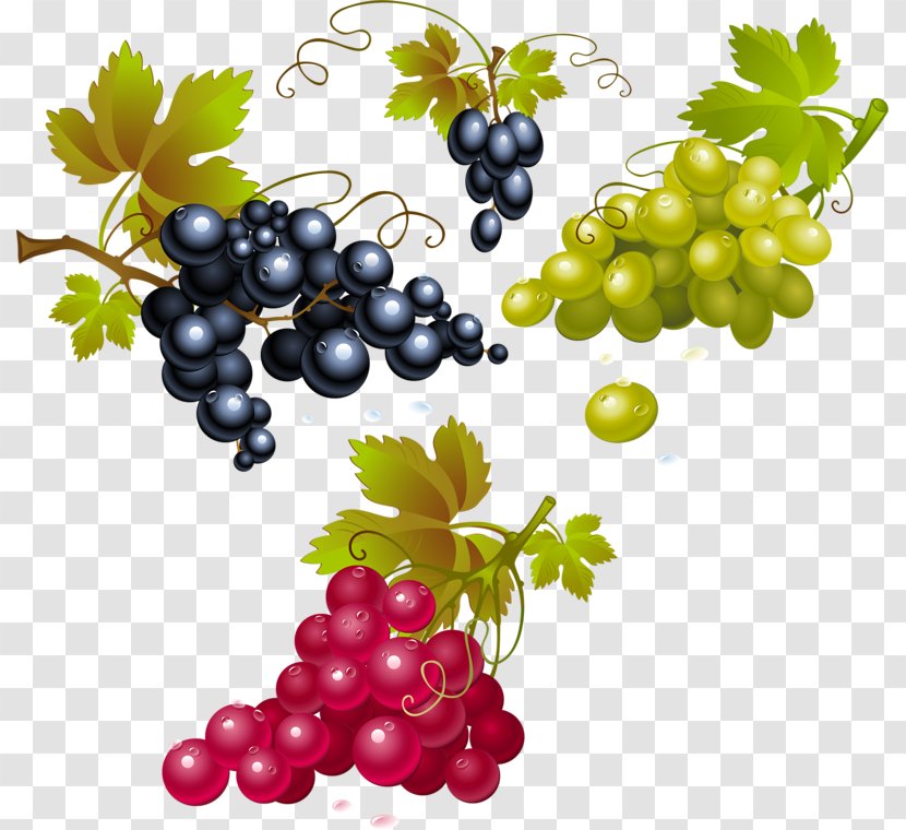 Red Wine Concord Grape Merlot White - Common Vine Transparent PNG