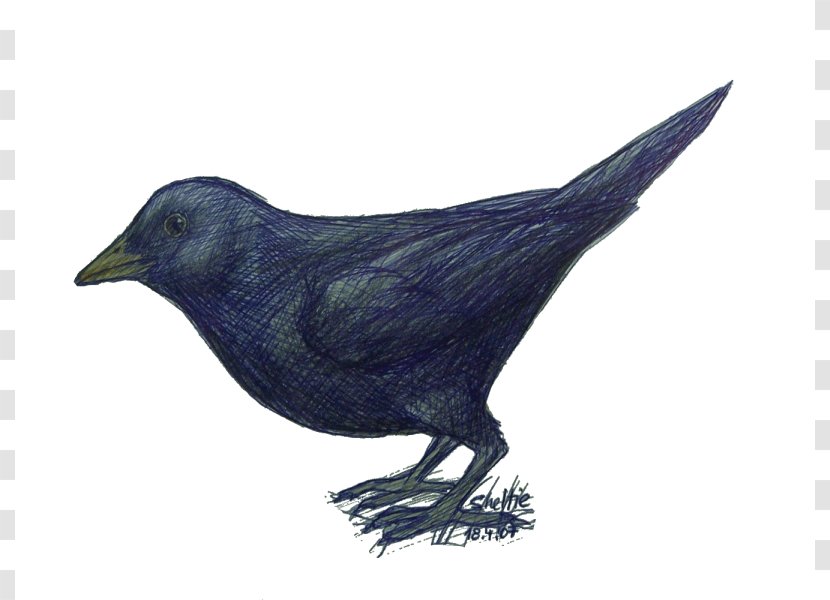 American Crow Rook Common Raven Fauna Beak - Feather Transparent PNG