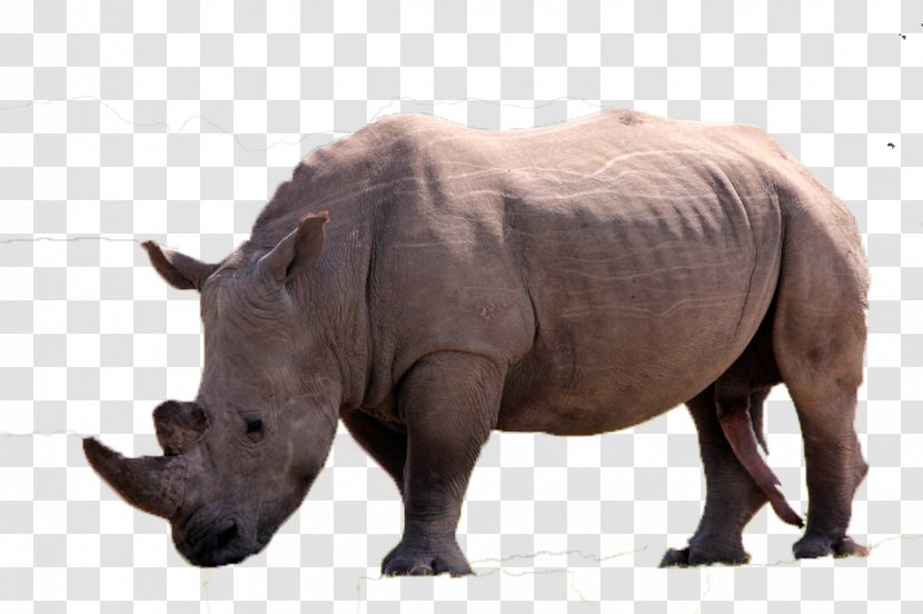 White Rhinoceros U7280u89d2 Horn - Animal - Wild Rhino Transparent PNG
