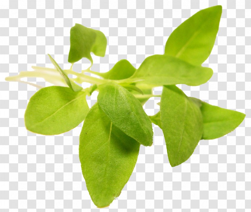Herb Basil Leaf Vegetable Microgreen - Leaves Transparent PNG
