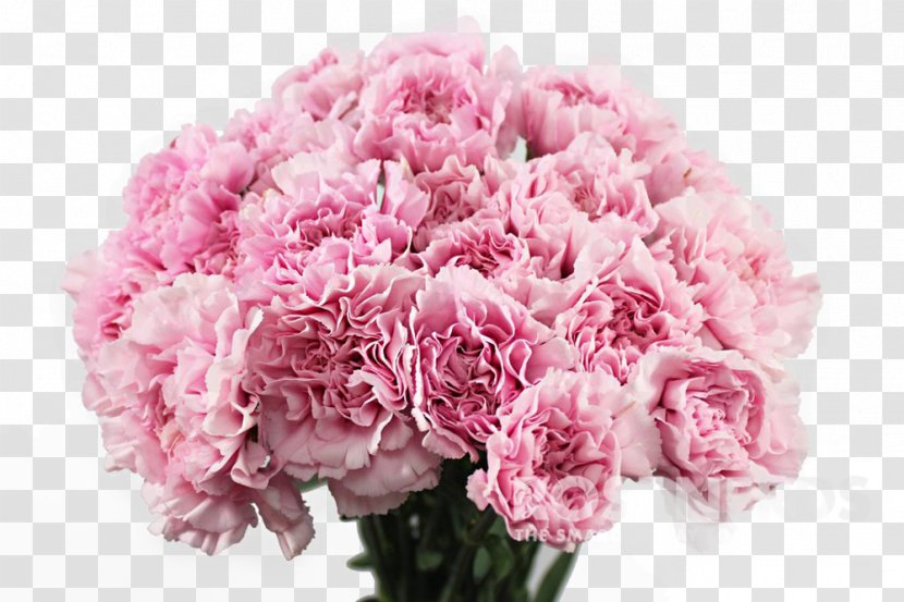 Carnation Pink Flowers Flower Bouquet - Dianthus - Chrysanthemums Transparent PNG