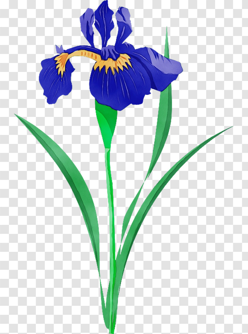 Floral Design Transparent PNG