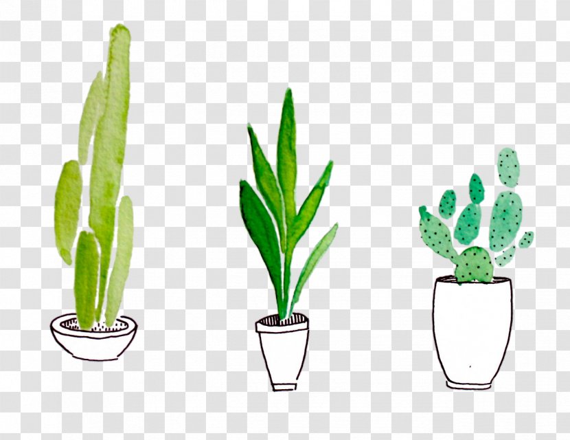 Plant Drawing Watercolor Painting Cactaceae - Cactus Transparent PNG