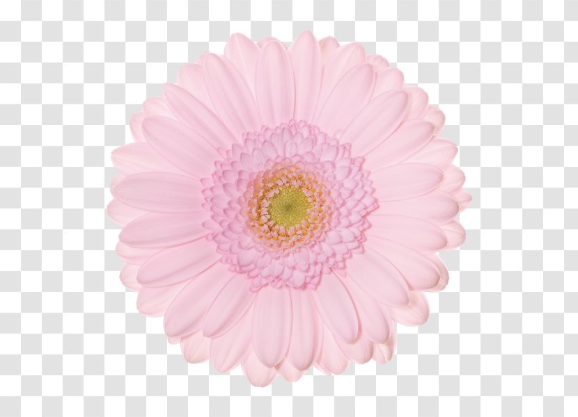 Transvaal Daisy Chrysanthemum Schreurs Holland B.V. Cut Flowers - Gerbera Transparent PNG