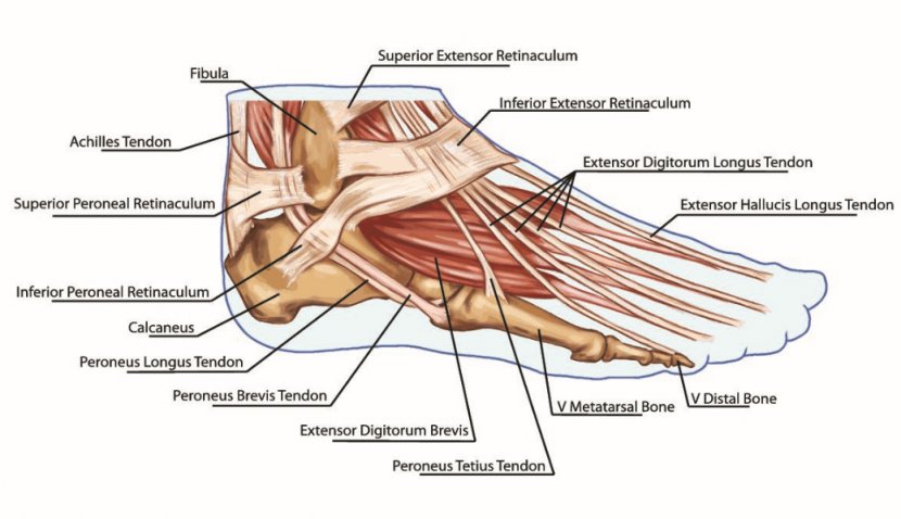 Foot Anatomy Tendon Muscle Bone - Tree Transparent PNG