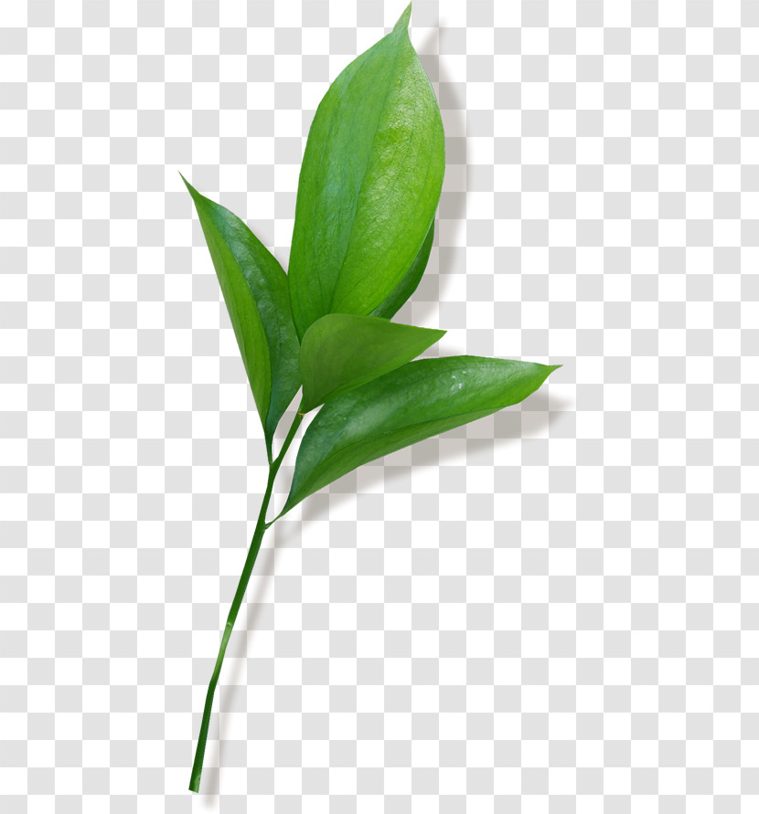 Leaf Plant Stem Bud Grasses Branch Transparent PNG