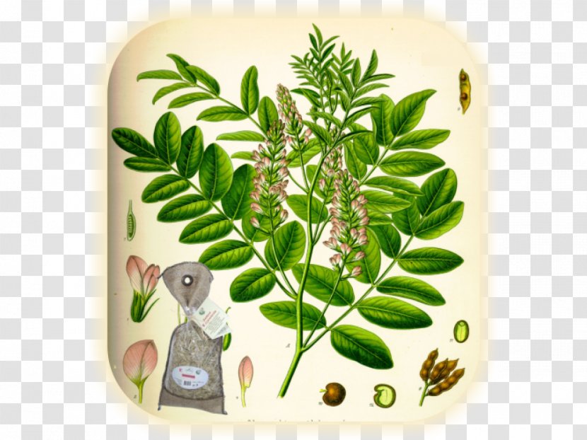 Liquorice Herb Medicinal Plants Anise Glycyrrhiza Uralensis - Plant Transparent PNG