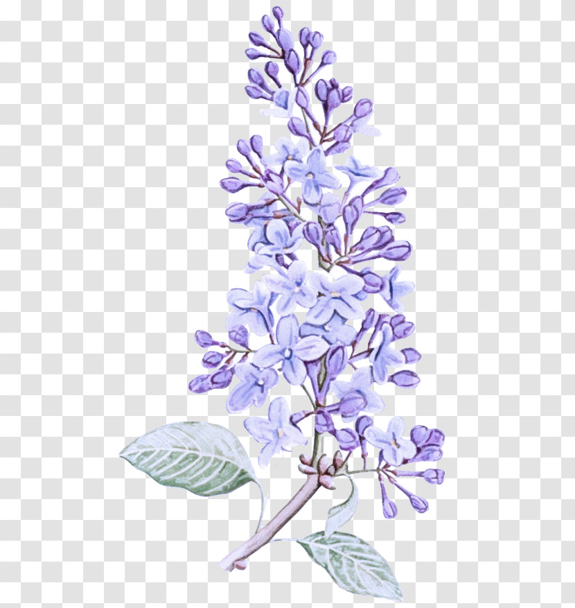 Lavender Transparent PNG