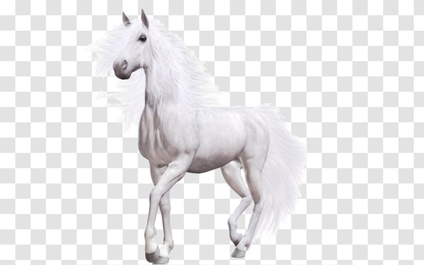 Wild Horse Pony - Photography - White Transparent PNG
