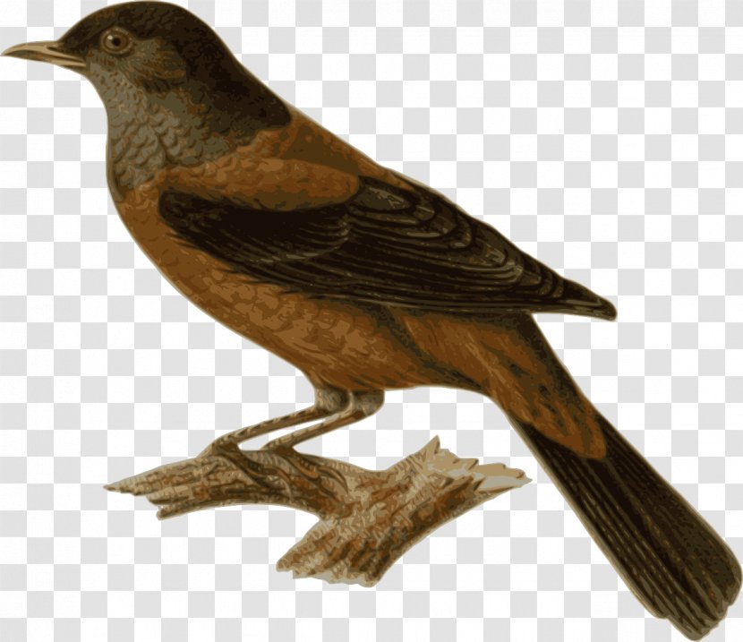 Chestnut Thrush Clip Art - Blackbird - Bird SitTING Transparent PNG