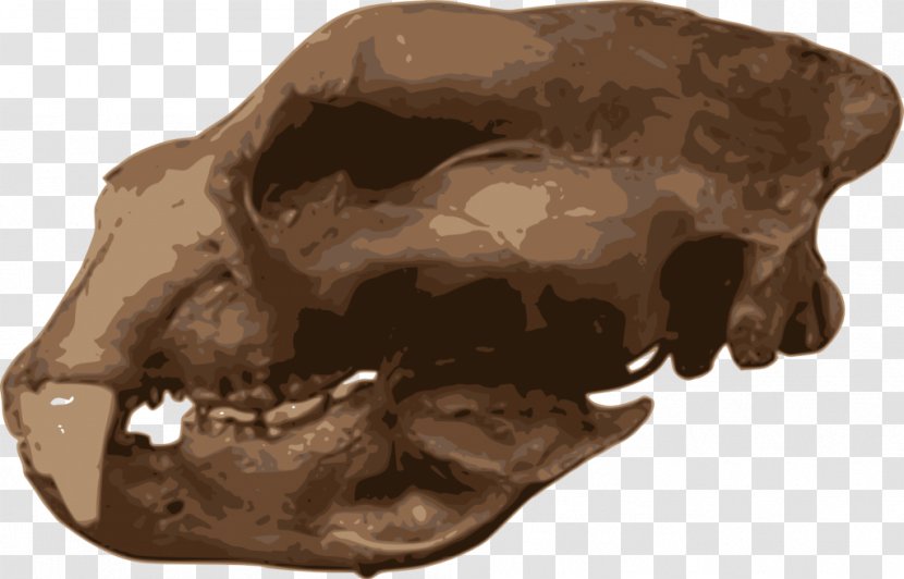 Short-faced Bears Carnivora Homotherium Skull Animal - Candlelight Vigil Transparent PNG