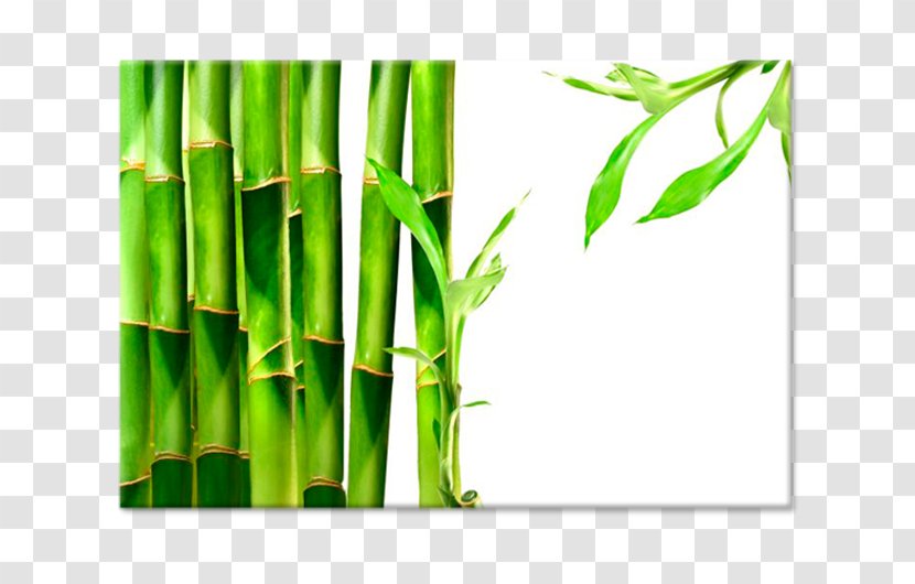 Bamboo Textile Paper Lucky Tropical Woody Bamboos - Grass Family Transparent PNG