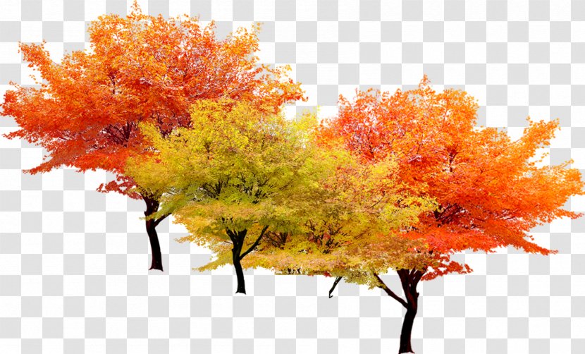 Autumn Tree - Plant Transparent PNG