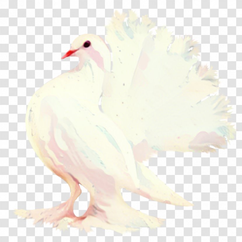 Dove Bird - Chicken - Wing Rock Transparent PNG