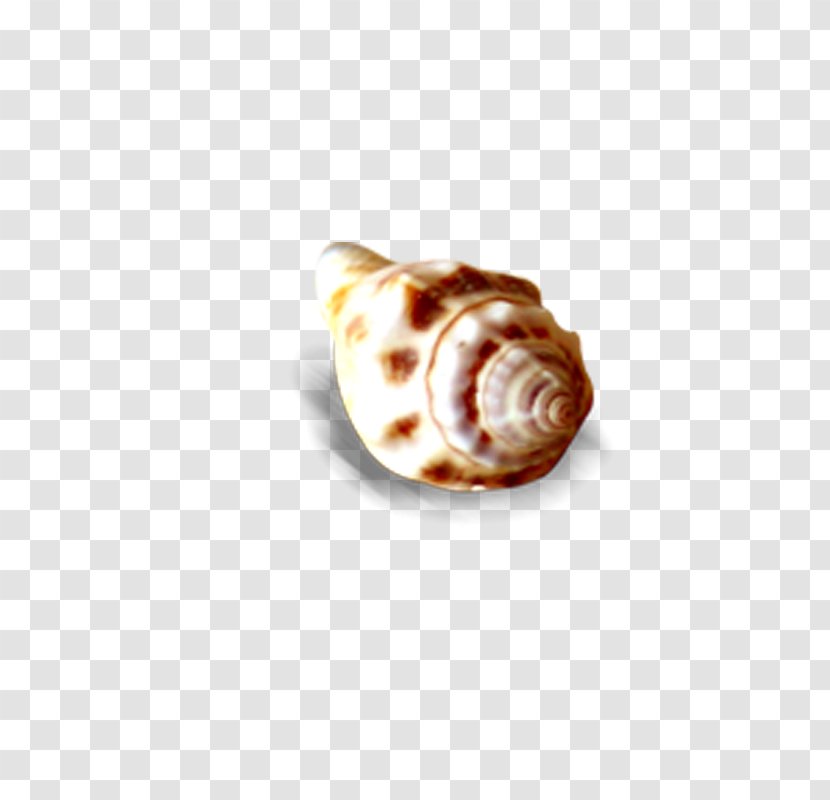 Seashell Sea Snail Conch - Body Jewelry Transparent PNG