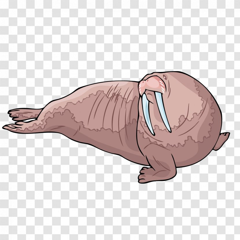 Walrus Sea Lion Beaver Carnivora Illustration - Tree - Cartoon Transparent PNG