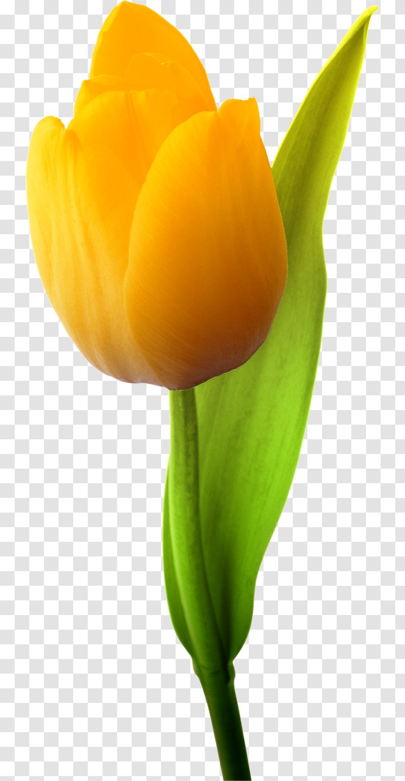 Cut Flowers Plant Tulip Bud - Easter Elements Transparent PNG