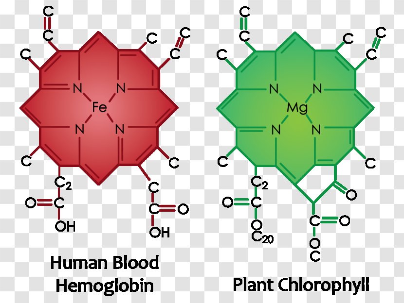 Chlorophyll Molecule Plant Cell - Heart - Barley Grass Transparent PNG