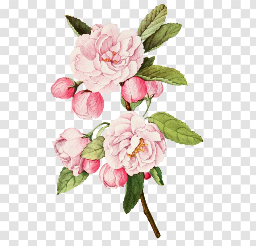 Cabbage Rose Garden Roses Botanical Illustration Botany - Flower Transparent PNG