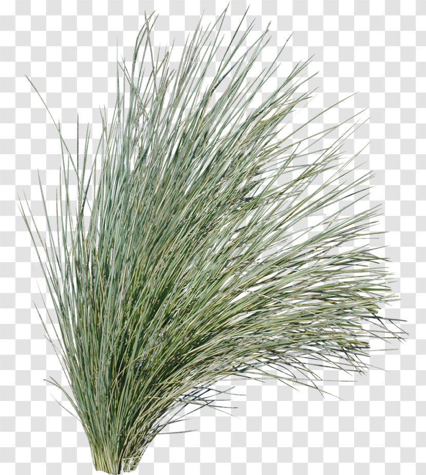 Pine Grasses Plant Evergreen Tussock - Grass - Sowing Transparent PNG