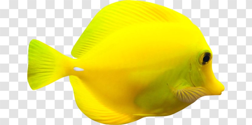 Fish Yellow RGB Color Model Ты - Gold - моя нежностьFish Transparent PNG