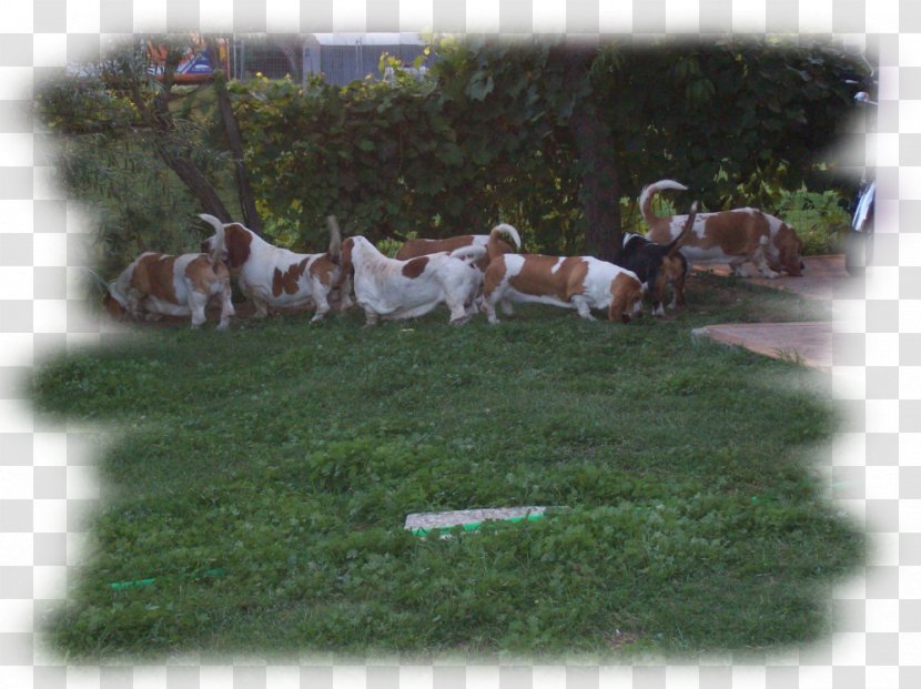 Dog Breed Beagle Nutrition Counseling Beratung - Grass - Basset Hound Transparent PNG