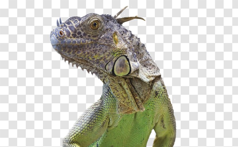 Common Iguanas Coal Mining Biology Research - Job - Science Education Transparent PNG