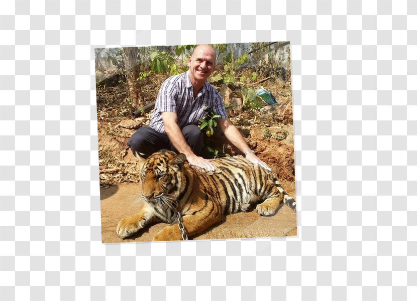 Tiger Cat Fauna Terrestrial Animal Wildlife - Grass Transparent PNG