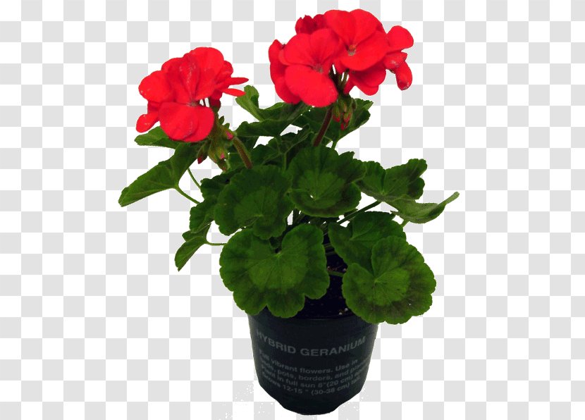 Geraniums Flowerpot Annual Plant - Magenta - Flower Pot Transparent PNG