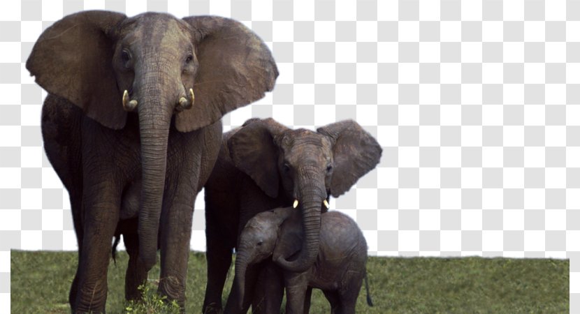African Elephant Elephantidae Desktop Wallpaper Addo National Park - Art - Fauna Transparent PNG