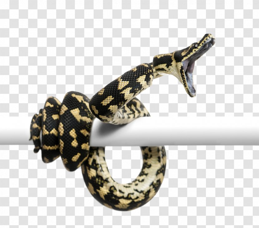 Snakes Morelia Spilota Cheynei Reptile Burmese Python - Molurus - Asgore Badge Transparent PNG