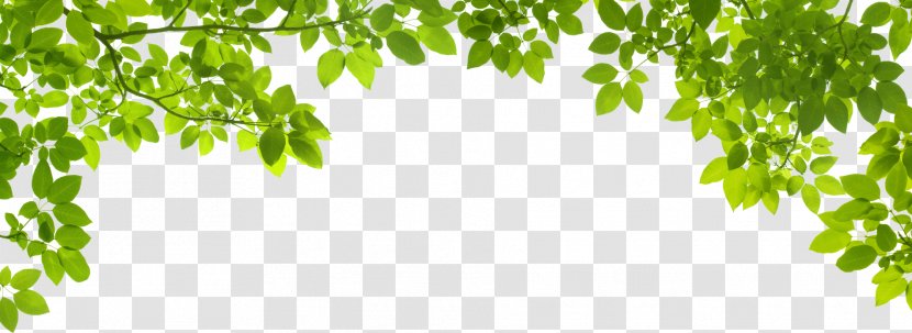 Leaf Green Stock Photography Shutterstock - Leafs Transparent PNG
