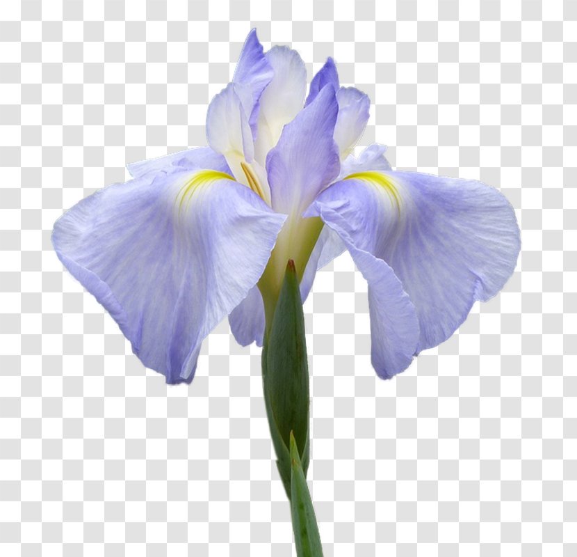 Orris Root Irises Flower Clip Art - Lilium - Iris Transparent PNG