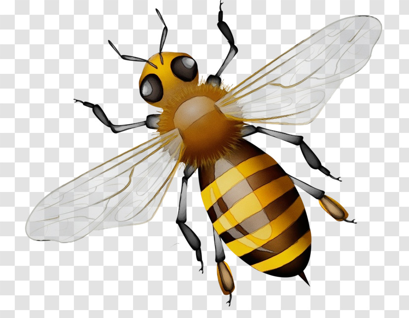 Honey Bee Bees Pterygota Reproduction Fly Transparent PNG