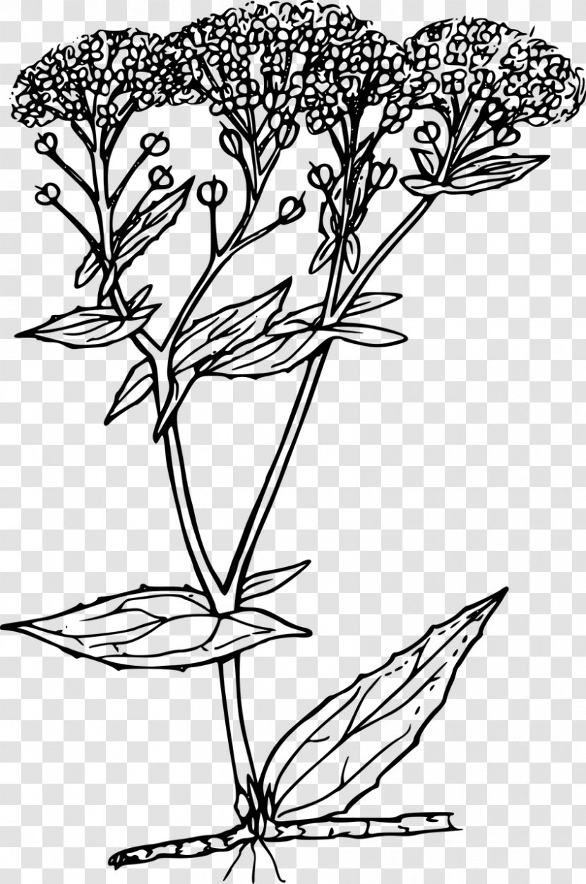 Floral Design Clip Art - Petal - Flower Transparent PNG