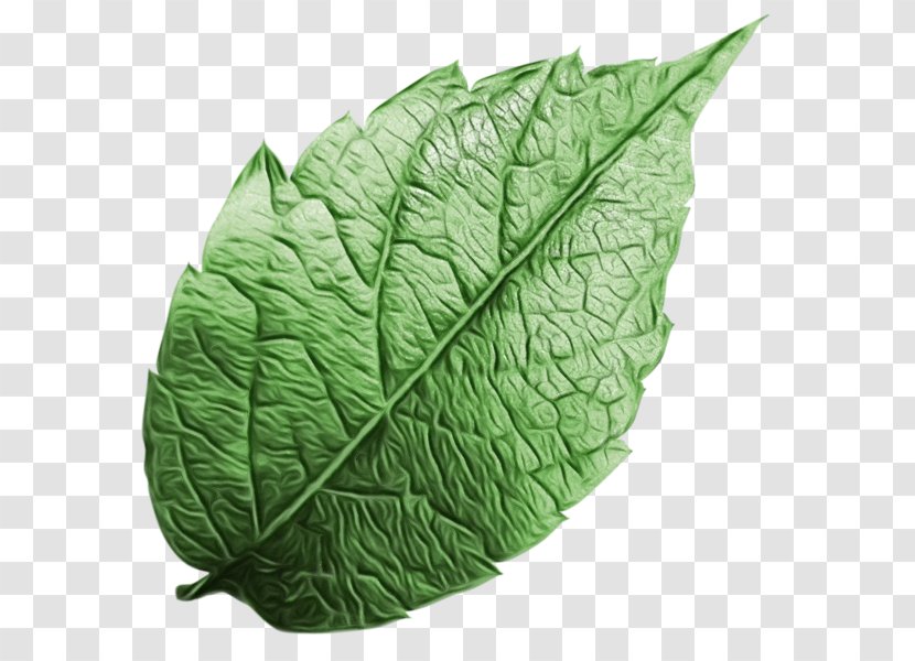 Spring Greens Collard Leaf Plant Pathology Transparent PNG