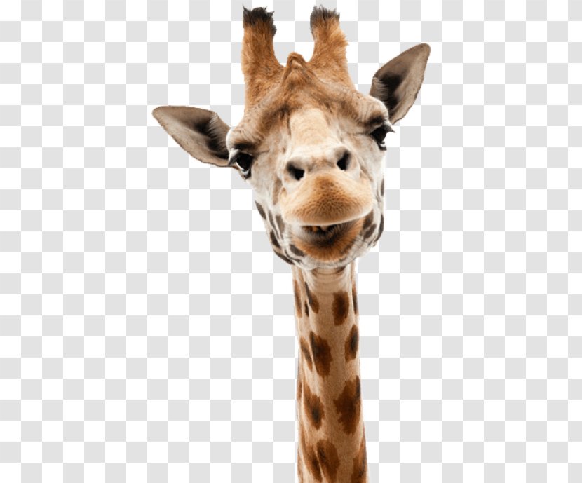 Giraffe Stock Photography Stock.xchng Image Illustration - Neck - Gloria From Madagascar Transparent PNG