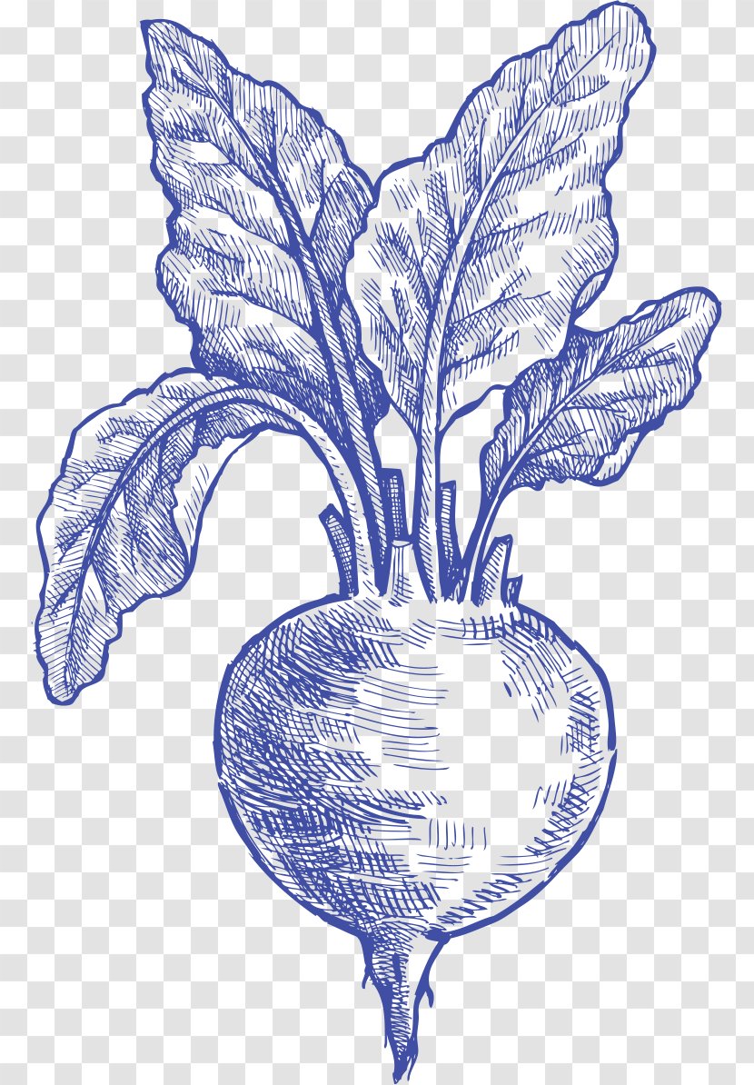 Vegetable Drawing /m/02csf Flowering Plant - Food - Common Beet Transparent PNG