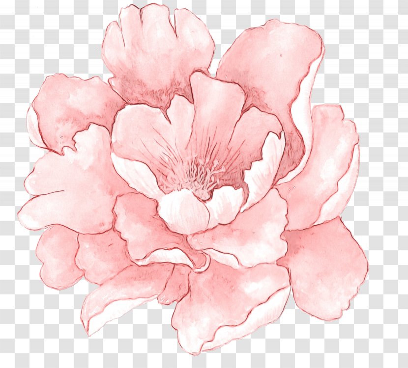 Petal Flower Pink Flowering Plant - Wet Ink - Chinese Peony Magnolia Transparent PNG