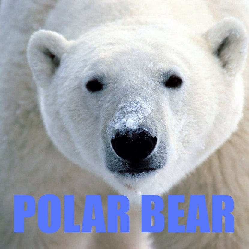 Svalbard Baby Polar Bear Arctic - 4k Resolution Transparent PNG