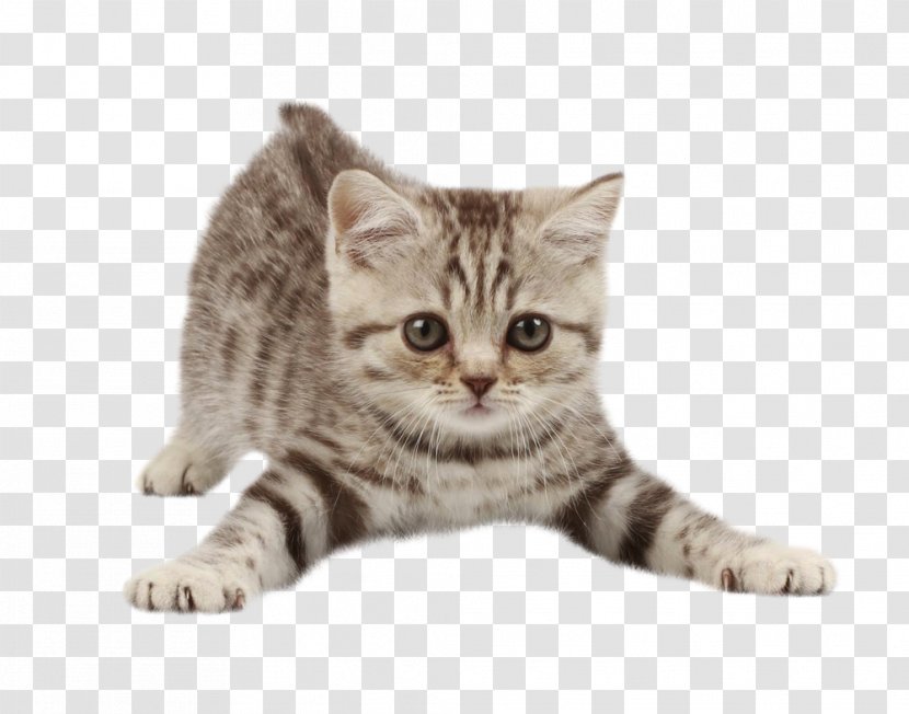 Kitten Cat Dog Pet Veterinarian - British Shorthair Transparent PNG