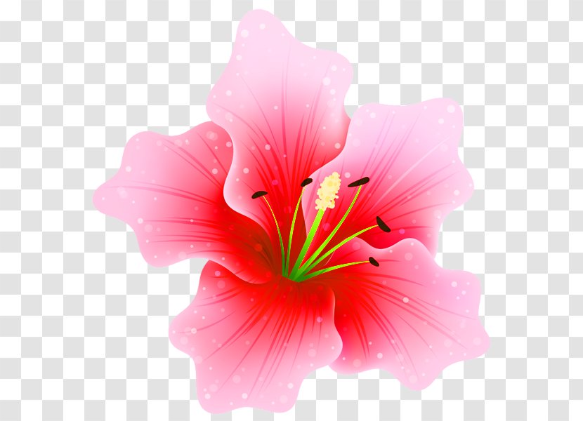 Pink Flowers Clip Art - Fuchsia - Lily Transparent PNG
