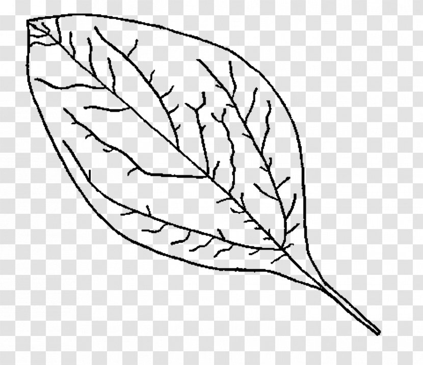 Coloring Book The Enchanted Forest Autumn Leaf - Flowering Plant Transparent PNG