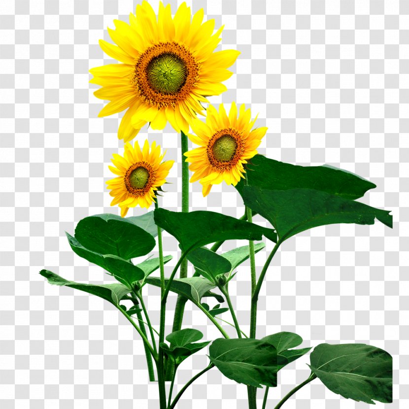 Common Sunflower - Creativity Transparent PNG