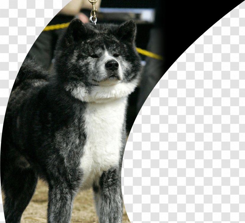 Dog Breed Akita Karelian Bear East Siberian Laika Greenland - Snout - Inu Transparent PNG