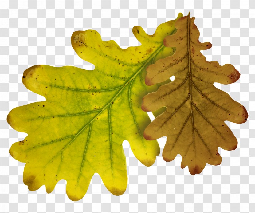 Quercus Lobata Leaf Autumn Clip Art - Leaves Transparent PNG